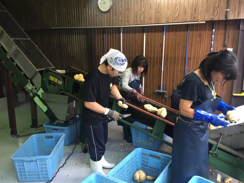 芋焼酎の作業